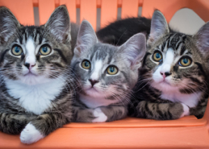 spca cat adoption