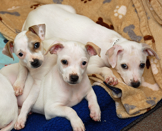 Internship Program - Peninsula Humane Society & SPCA Internship Program - Peninsula Humane Society & SPCA
