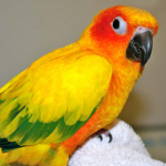 orange and yellow parrot