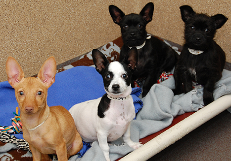 puppy kindergarten puppy kindergarten