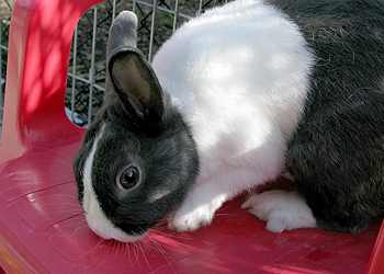 Cute black and white rabbit