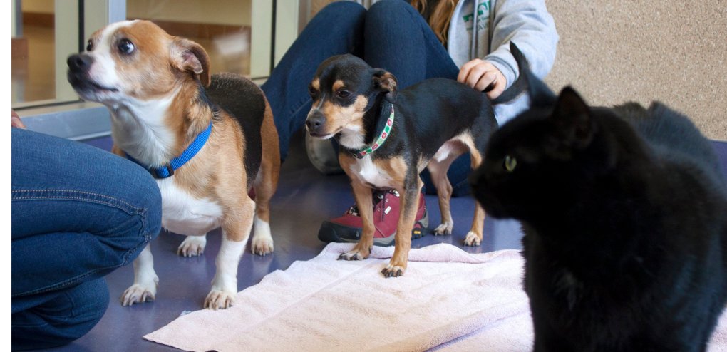 Yes, the right dogs and cats can get along fine