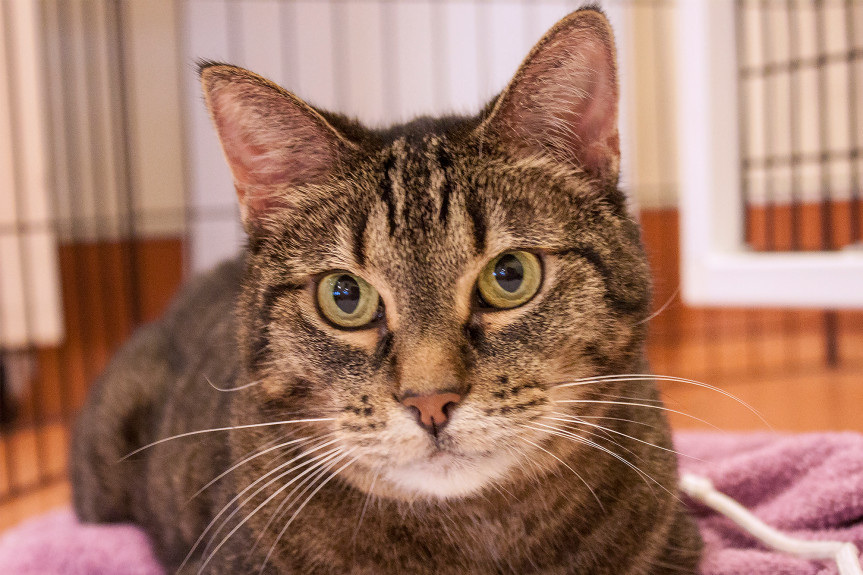 Help kitten learn to use the litter box