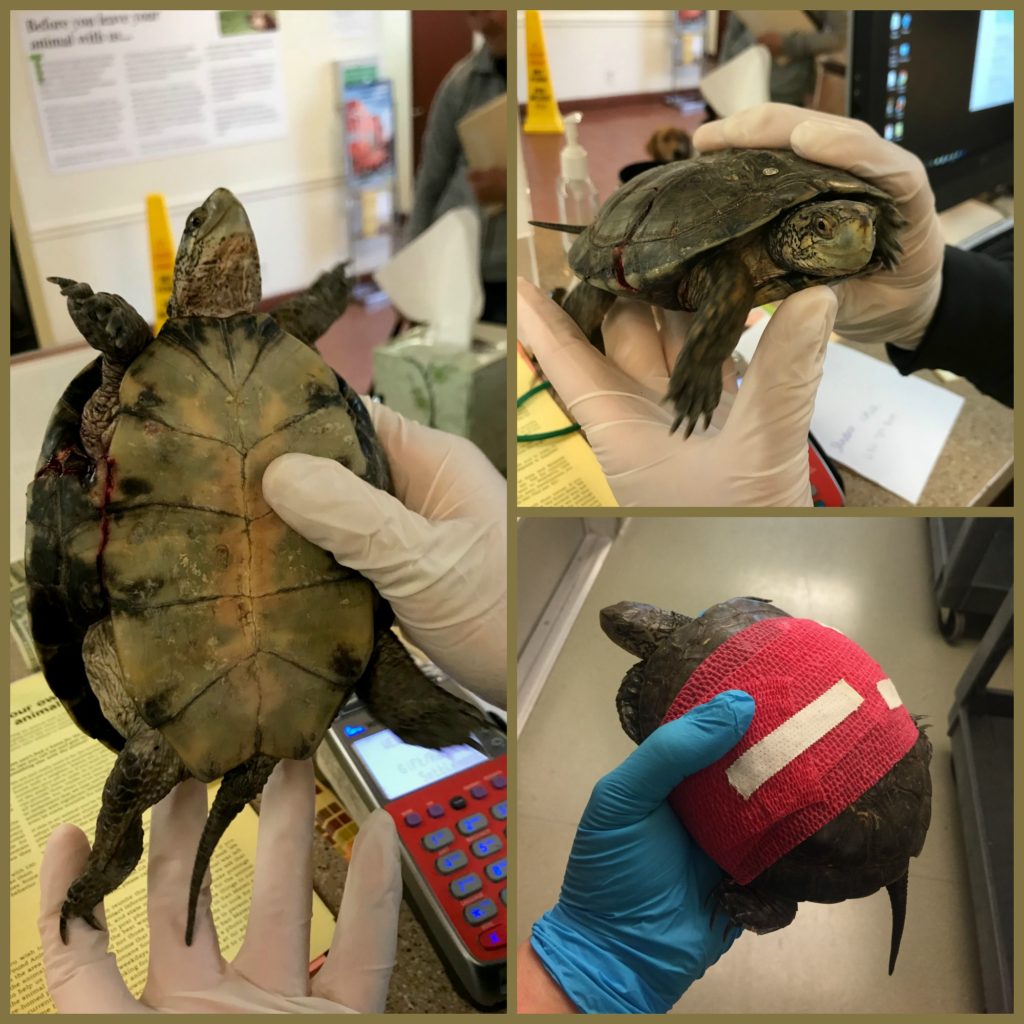 Western Pond Turtle - Peninsula Humane Society & SPCA