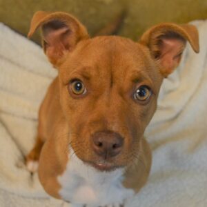 Puppy Kindergarten