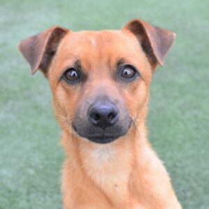 Companion Dog Level 1 for Small Dogs @ Peninsula Humane Society & SPCA | Burlingame | California | United States