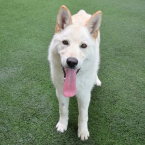 Companion Dog Level 1 class @ Peninsula Humane Society & SPCA | San Mateo | California | United States