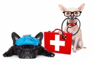 Pet CPR & First Aid @ Peninsula Humane Society & SPCA | Burlingame | California | United States