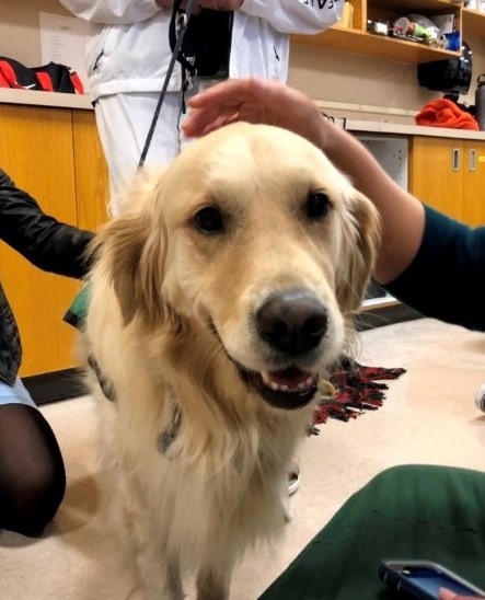 Spca sales therapy dog