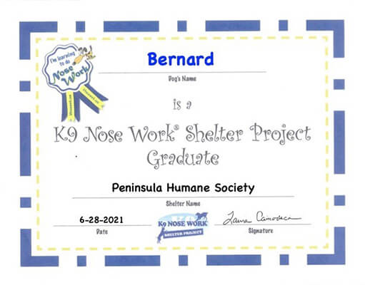Bernard Noseworks Certificate
