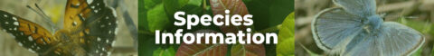 View of San Francisco Garter Snake - Peninsula Humane Society & SPCA