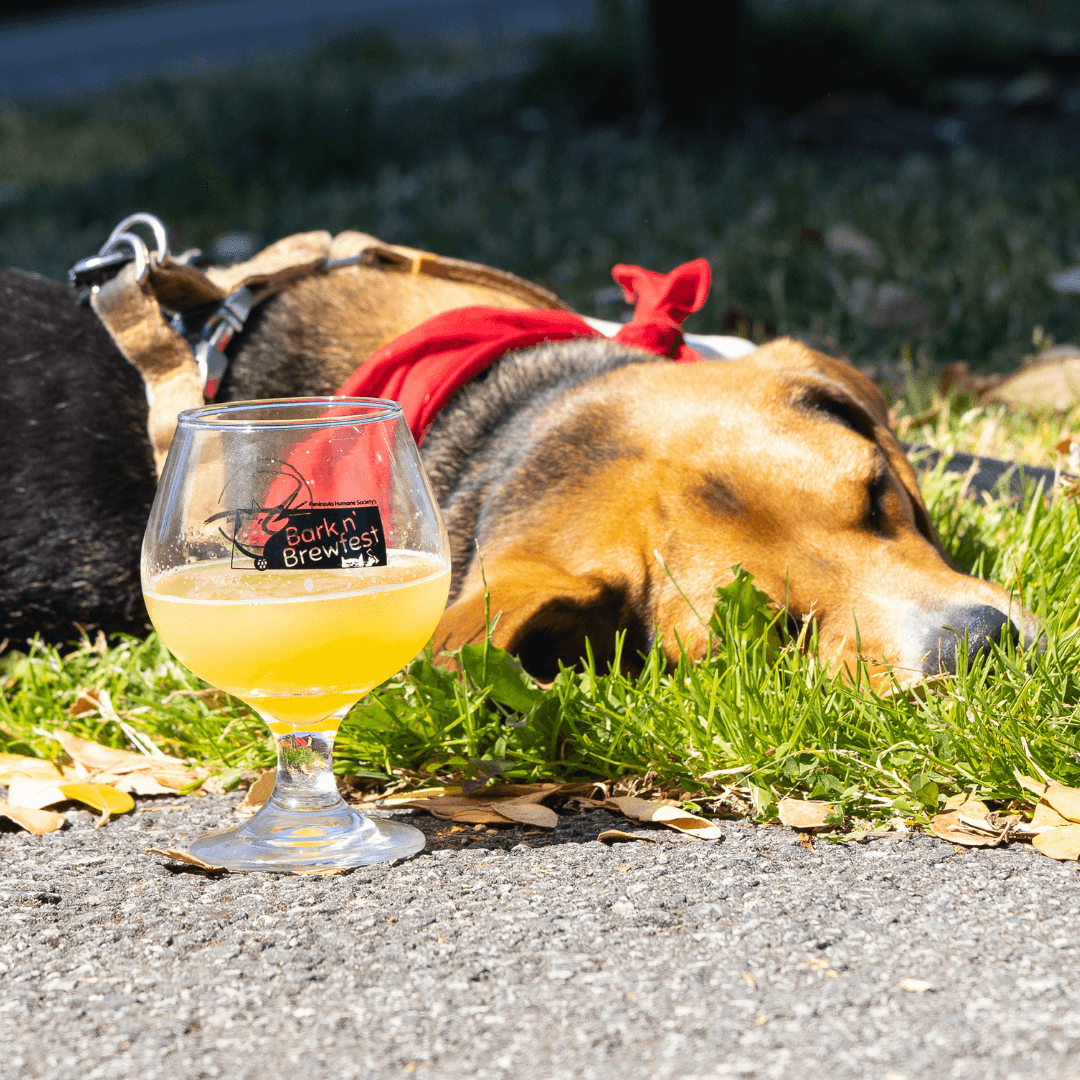 Bark in the Park Event in San Jose, CA 2023 