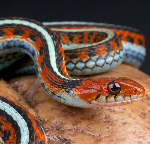 San Francisco Garter Snake - Peninsula Humane Society & SPCA