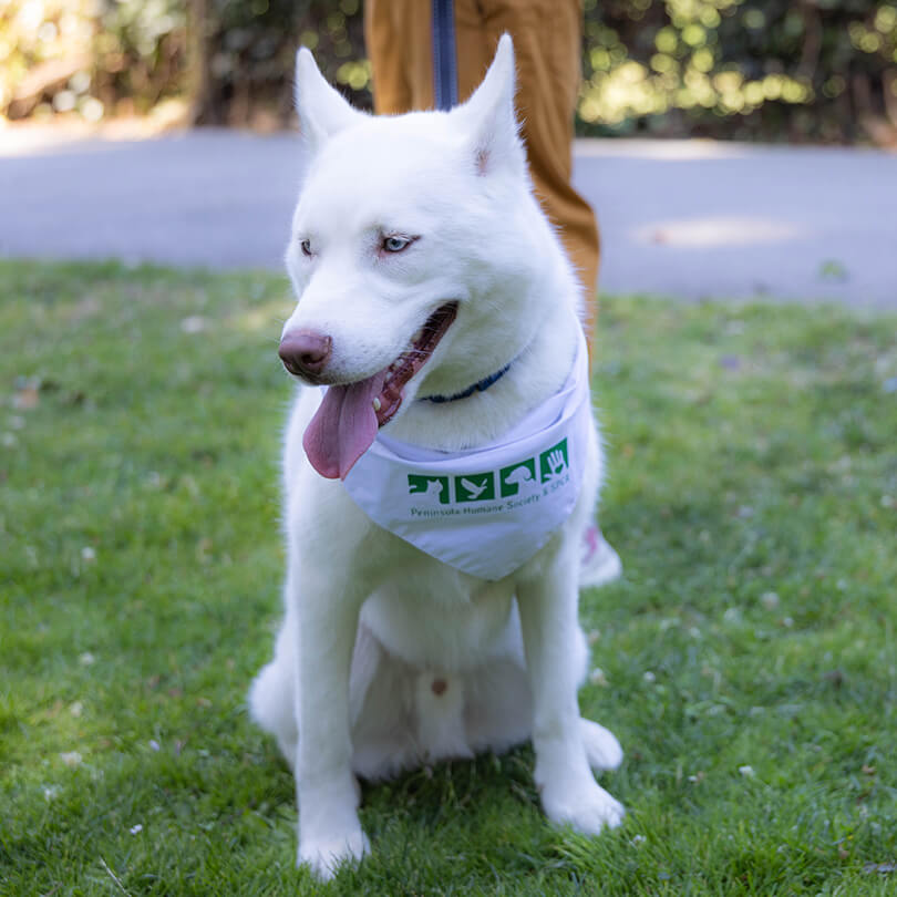 Dog with Bandana