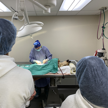 VetShadow Vet Shadow Program
