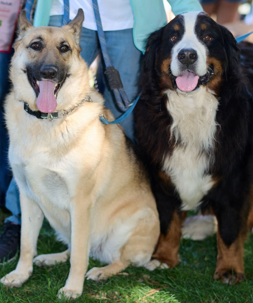 Bark n Brewfest 2024 Img 2