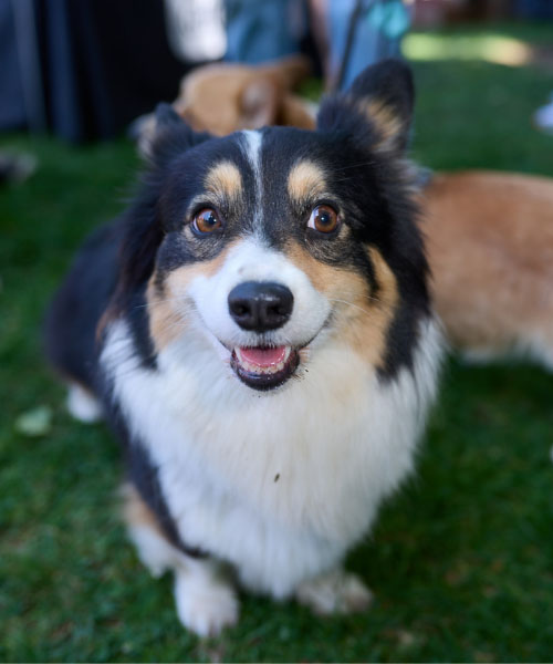 Dog with Bandana